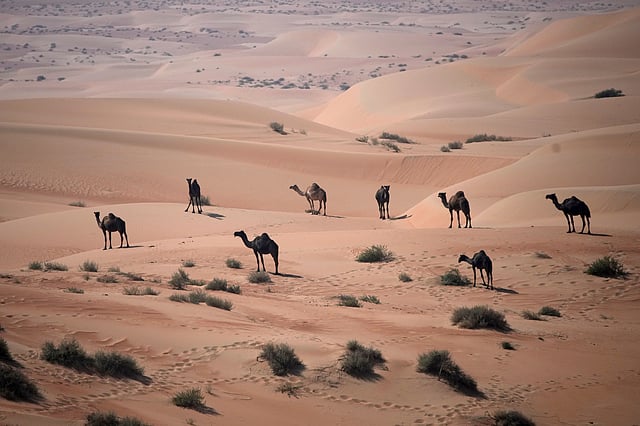 Camels are pictured during the tenth stage of the Dakar Rally between Haradh and Shubaytah, Saudi Arabia, Wednesday, Jan. 15, 2025.