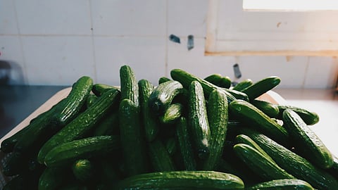 Cucumbers (Image for representational purposes)