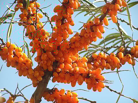 Sea buckthorn is a treasure trove of vitamins, antioxidants and essential fatty acids