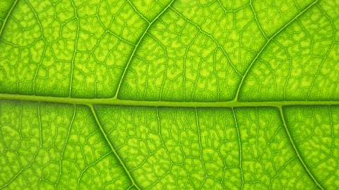 Image used for Representational purposes (Source: Pixabay)