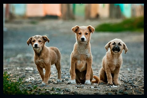 Savana launches Pawfect Cause, a collection that gives back