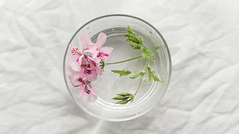What makes geranium water a favourite ingredient in skin and hair care products?  