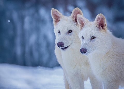 Colossal Announces World’s First De-Extinction: Birth of Dire Wolves