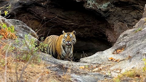 Bandhavgarh (Image for representational purposes)