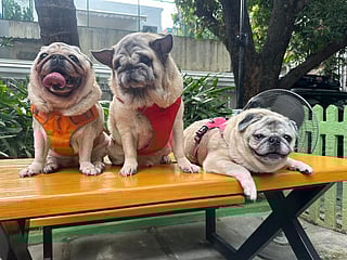 These pet-friendly cafes are a must-visit in Chennai 