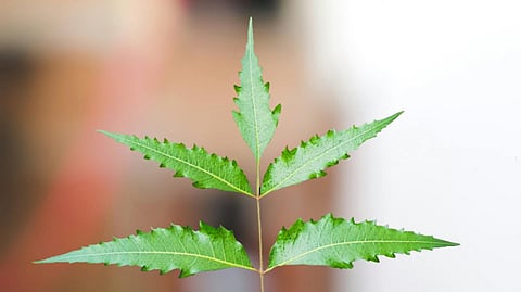 Neem Water benefits: What makes this a magic skincare product during summers?