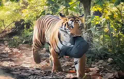 Tiger with camera bean bag in its mouth at Pilibhit Tiger Reserve