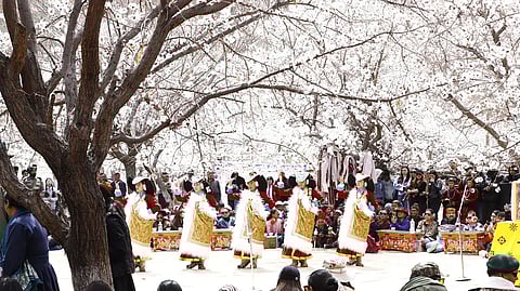 The Apricot Blossom Festival 2025 kicked off this year in Skurbuchan Village, Leh