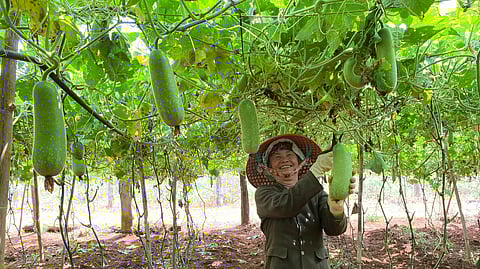 Ash Gourd: Four ways it guards the body during summer