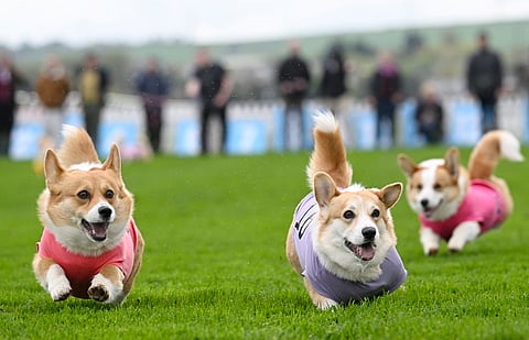 Queen Elizabeth II's favourite dogs raced for glory in Britain's Corgi Derby, a day before her birth anniversary