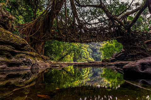 What’s so special about Meghalaya’s living root bridge?