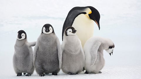 World Penguin Day