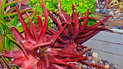 Is red aloe vera more potent for skincare than green aloe vera?