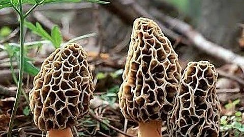 Gucchi Mushrooms: What makes this South Asian ingredient one of the costliest ones in the world? 