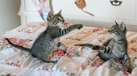 Pet safety hacks: How to calm your pets during storms?