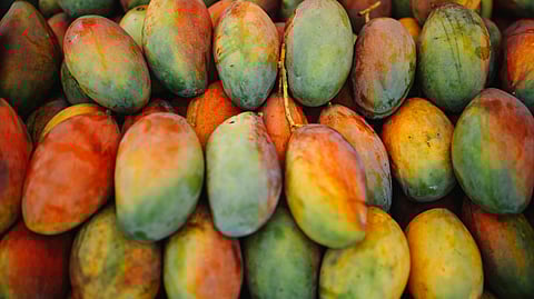 Mango Mania: Writing Bengal’s history through the King of Fruits
