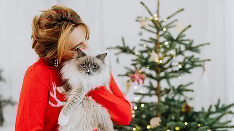 Cat Cuddles: 6 cat breeds who like curls and cuddles 