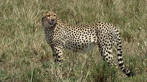 Say NO to Safaris during these times of the year