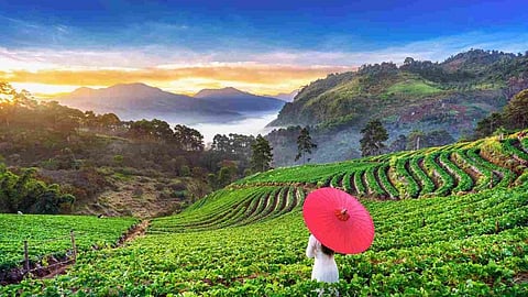 From leaf to cup: The most scenic tea trails in India