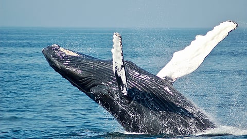 Karnataka to launch its first marine sanctuary near Karwar