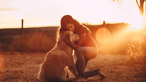 What makes golden retrievers so lovable? The secret may be in their genes!