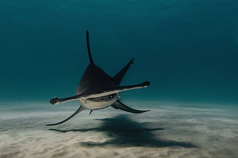 Why scientists say influencers are fuelling the rise in shark attacks