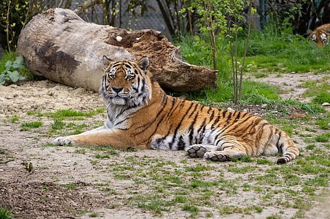 Man mauled by tiger while taking selfie in Phuket; netizens question the safety in animal parks 