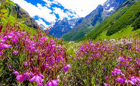 Uttarakhand's Valley of Flowers is now open to tourists; here's what you need to know