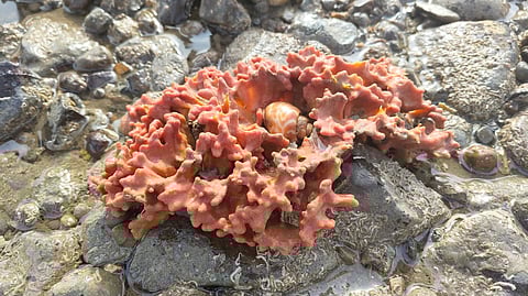 Spiral Babylon Snail (Babylonia spirata) sitting in a sponge 