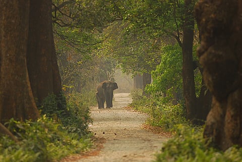 Assam launches ‘Gaja Mitra’ to tackle rising human-elephant conflicts