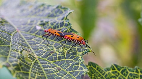 Monsoon Gardening: Keep your gardens pest-free this season