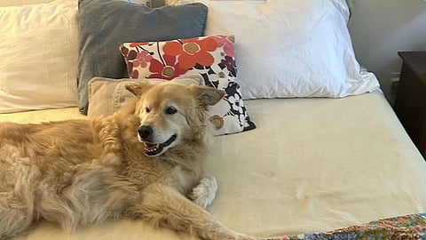 When your pet is your cuddle buddy and your sleep saboteur