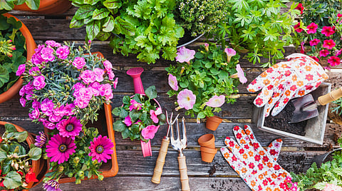 Love gardening but struggling with space? Here's what you need to know