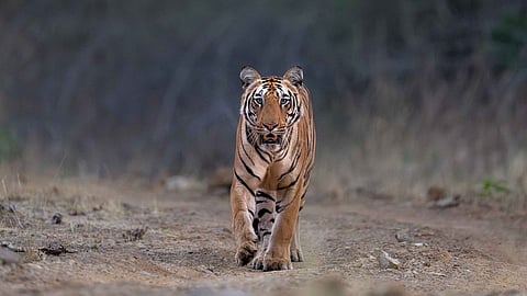 Why national parks in India shut during the monsoon