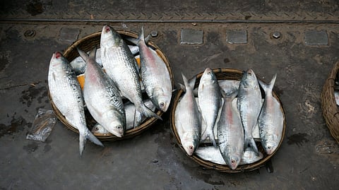 The War of Hilsa: Padma or Ganga Ilish, which wins the spot in your shopping bag today?
