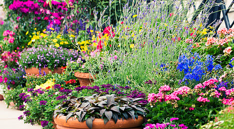 What really goes behind curating a scented garden?