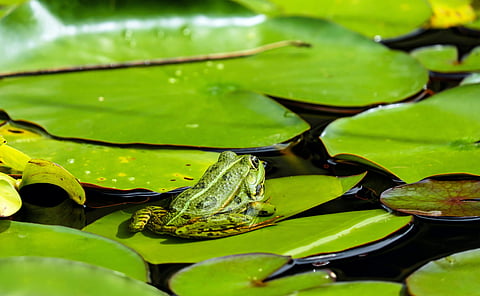 Frog Watching: Should you make this your new monsoon hobby? 