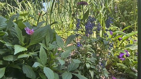 How to turn your garden into a haven for birds