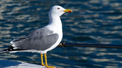 At the heart of this phenomenon, lies a fear of vulnerability.