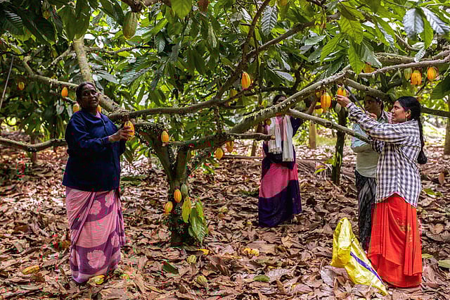 Farmers at work, West Godavari District Cacao Farms