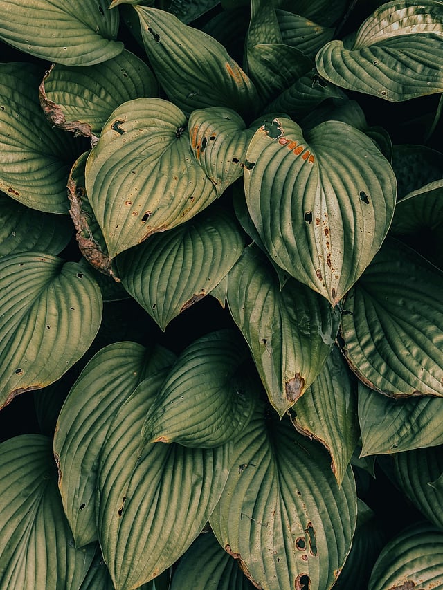 From keeping them in a safe space to checking on their water consumption, here are five ways to keep your plants in check during the rains.