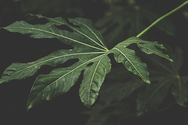 Pests and fungi are regular sighting during the monsoon and both of them are harmful for your plants.