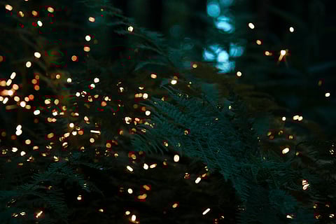 The last glow: Are fireflies getting extinct ?