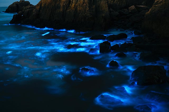 Glowing plankton light up beaches around the world, creating a mesmerizing natural spectacle. Bioluminescence