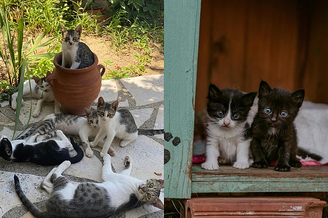 A walk through the furry history of cats
