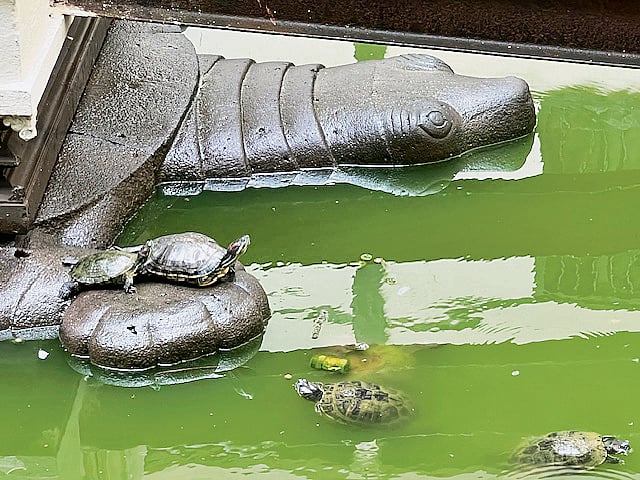 Sacred turtle shrine at Tulja Bhavani Temple in Kolhapur with real sunbathing turtles
