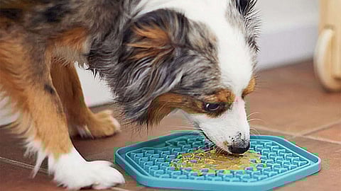 Why lick mats are worth it for your pets