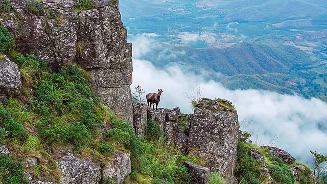 A still from Nilgiris: A Shared Wilderness by Sandesh Kadur