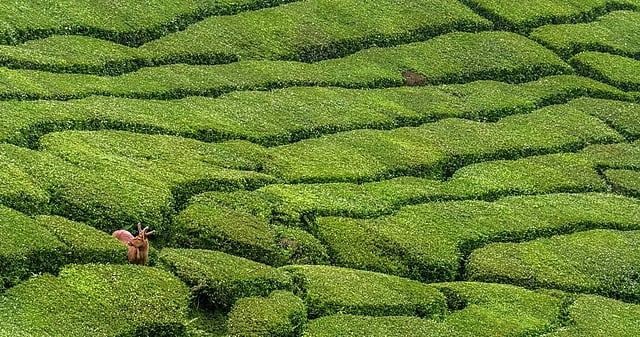 A still from Nilgiris: A Shared Wilderness by Sandesh Kadur