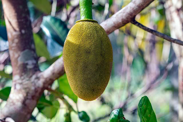 The Jackfruit convicted three drivers for drunk driving in Kerala